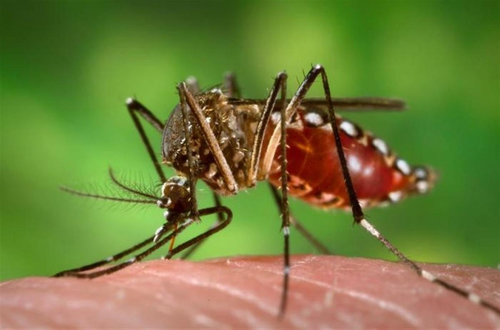 dengue