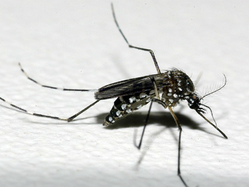 dengue